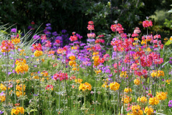 Картинка цветы лантана вербена сиреневый желтый розовый