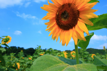 Картинка цветы подсолнухи