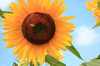 Картинка цветы подсолнухи пчела