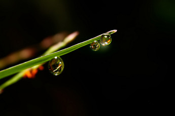 Картинка природа макро капли вода