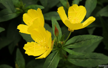 Картинка цветы луговые полевые темный желтый