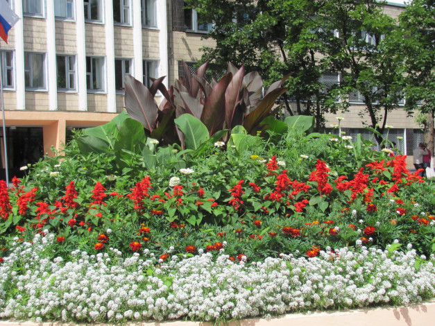 Обои картинки фото цветы, разные, вместе, зеленые, листья, красные, белые