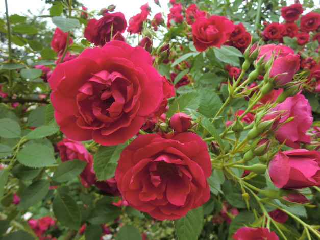 Обои картинки фото цветы, розы