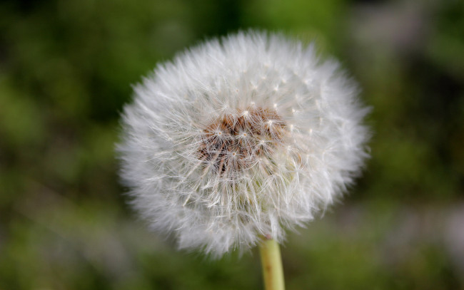 Обои картинки фото цветы, одуванчики