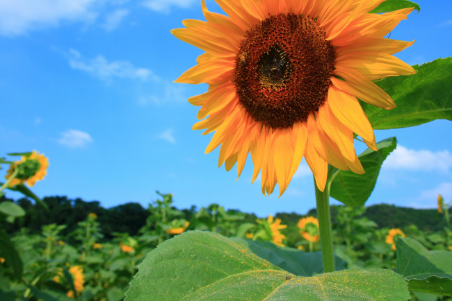Обои картинки фото цветы, подсолнухи