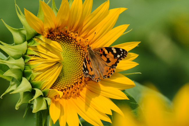 Обои картинки фото цветы, подсолнухи, бабочка