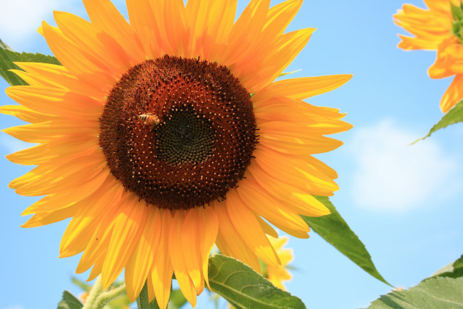 Обои картинки фото цветы, подсолнухи, пчела