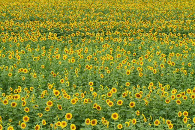 Обои картинки фото цветы, подсолнухи, поле