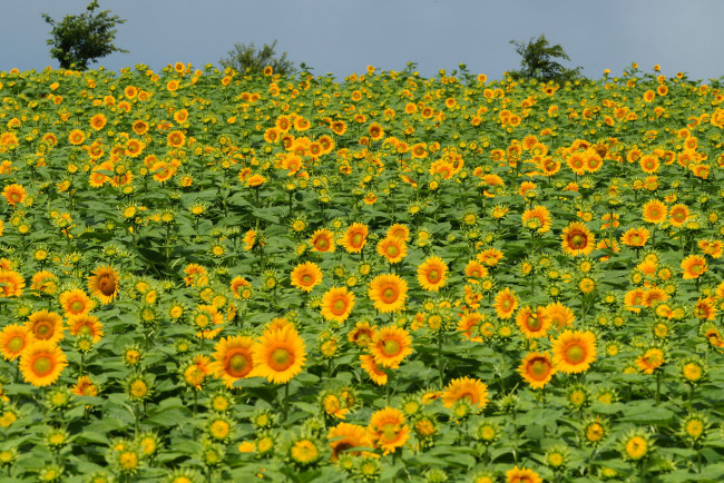 Обои картинки фото цветы, подсолнухи, поле