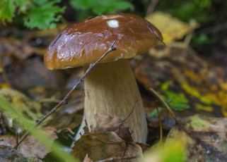 Картинка природа грибы крепыш