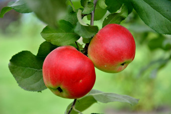 Картинка природа плоды яблоки