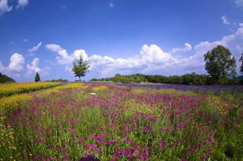 Картинка природа луга небо маки