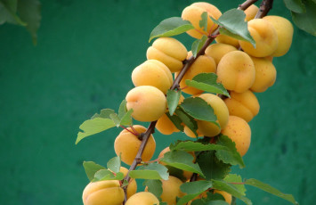 Картинка природа плоды абрикосы