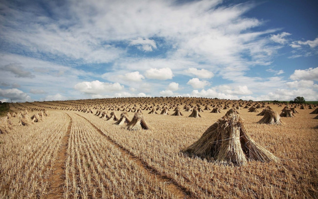 Обои картинки фото природа, поля, пшеница