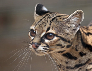 Картинка животные оцелоты киса