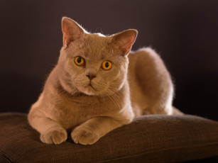 Картинка животные коты киса