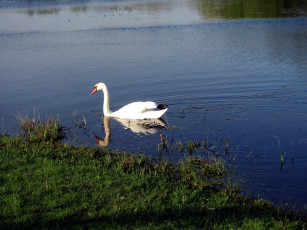 Картинка животные лебеди лето река птица вода