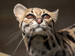 Картинка животные оцелоты киса