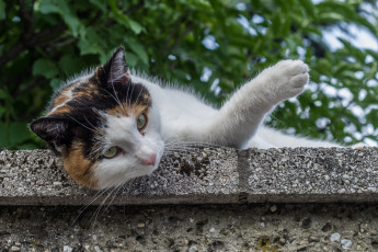 Картинка животные коты киса