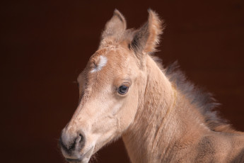 Картинка животные лошади жеребёнок