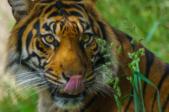 Картинка животные тигры хищник