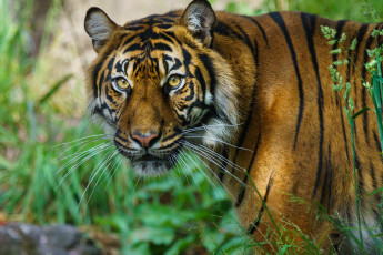 Картинка животные тигры хищник