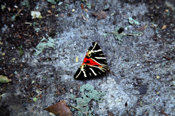 Картинка животные бабочки +мотыльки +моли яркая