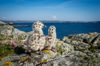 Картинка животные Чайки +бакланы +крачки чайки птенцы