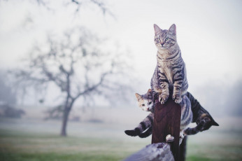 Картинка животные коты