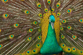 Картинка животные павлины павлин