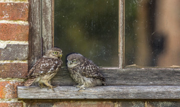 Картинка животные совы