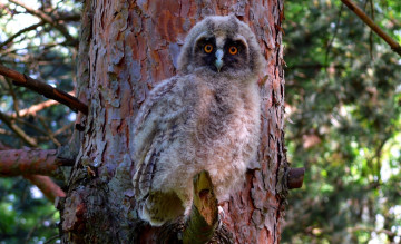 Картинка животные совы птенец совенок дерево