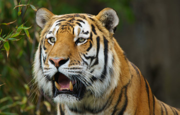 Картинка животные тигры хищник