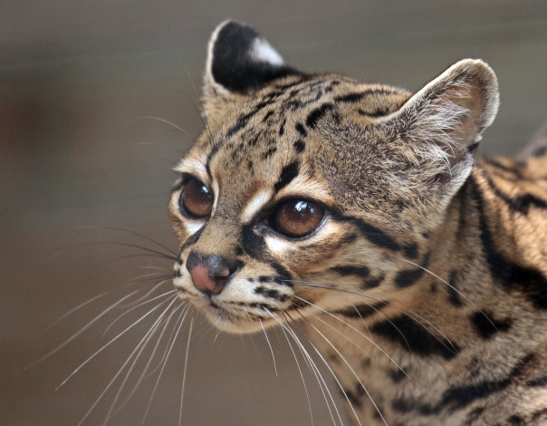 Обои картинки фото животные, оцелоты, киса