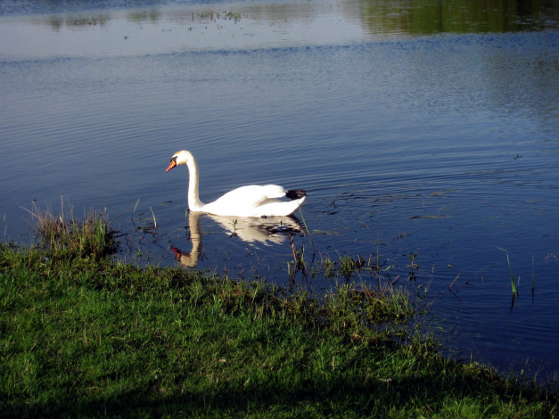 Обои картинки фото животные, лебеди, лето, река, птица, вода