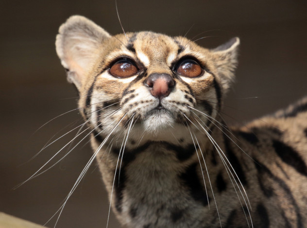 Обои картинки фото животные, оцелоты, киса