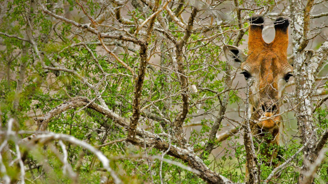 Обои картинки фото животные, жирафы, фон, жираф