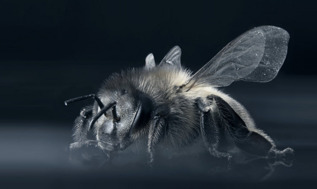 Обои картинки фото животные, пчелы,  осы,  шмели, пчела