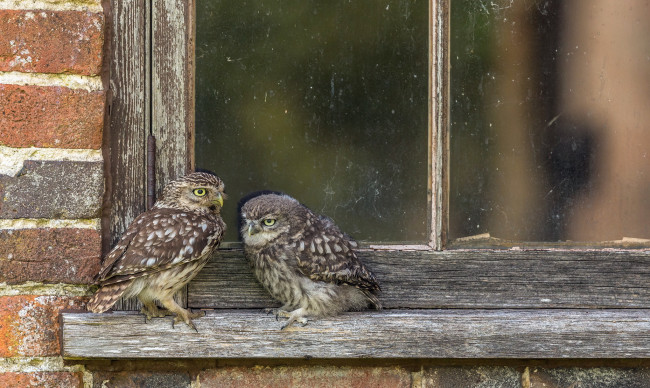 Обои картинки фото животные, совы