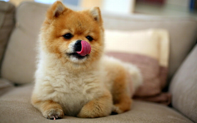 Обои картинки фото животные, собаки, язык, шпиц, пес, собака, диван