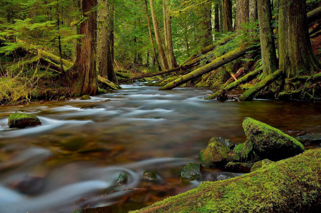 Обои картинки фото природа, реки, озера, лес, река