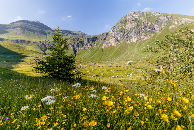 Обои картинки фото природа, луга, цветы, трава