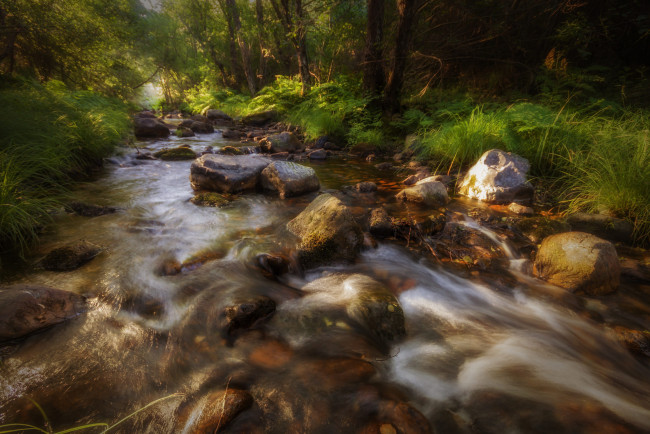 Обои картинки фото природа, реки, озера, река, лес