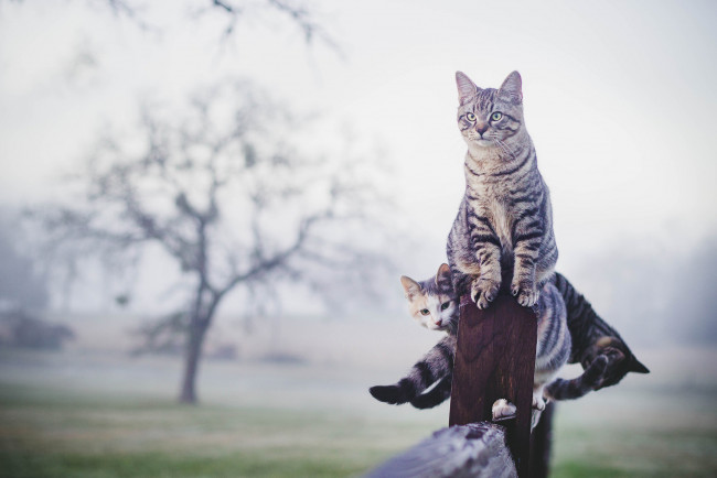 Обои картинки фото животные, коты