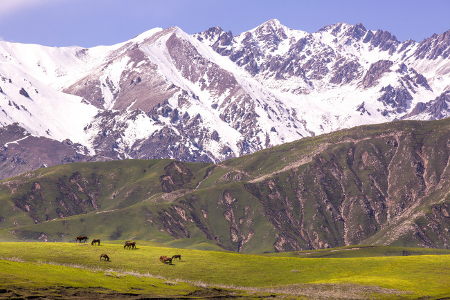 Обои картинки фото животные, лошади, горы, тибет, лошадьи