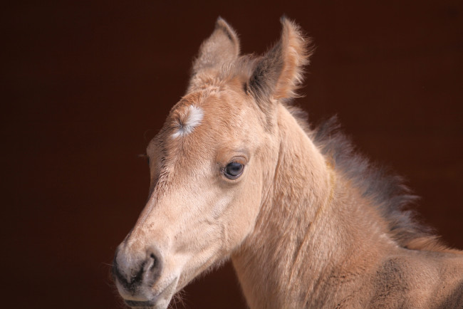 Обои картинки фото животные, лошади, жеребёнок