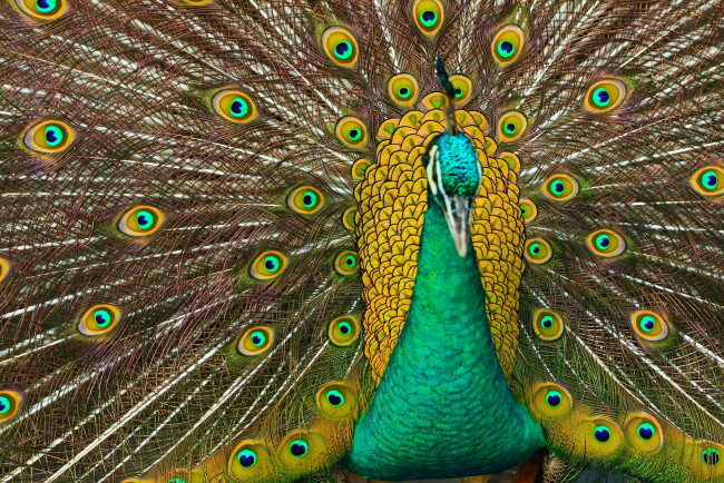 Обои картинки фото животные, павлины, павлин