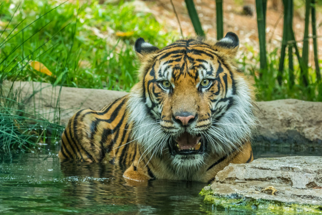 Обои картинки фото животные, тигры, хищник