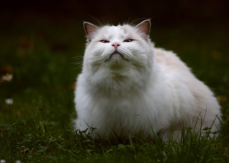 Картинка животные коты трава