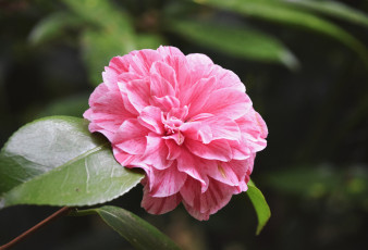 Картинка цветы камелии нежность цветение листья лепестки розовая бутон камелия